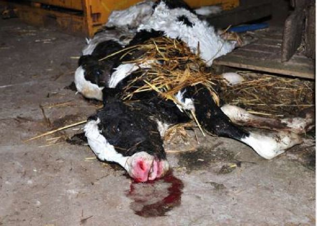 Death of a dairy cow at a welsh intensive dairy farm